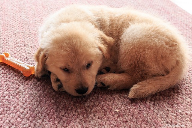 Effective Strategies to Reduce Excessive Dog Barking