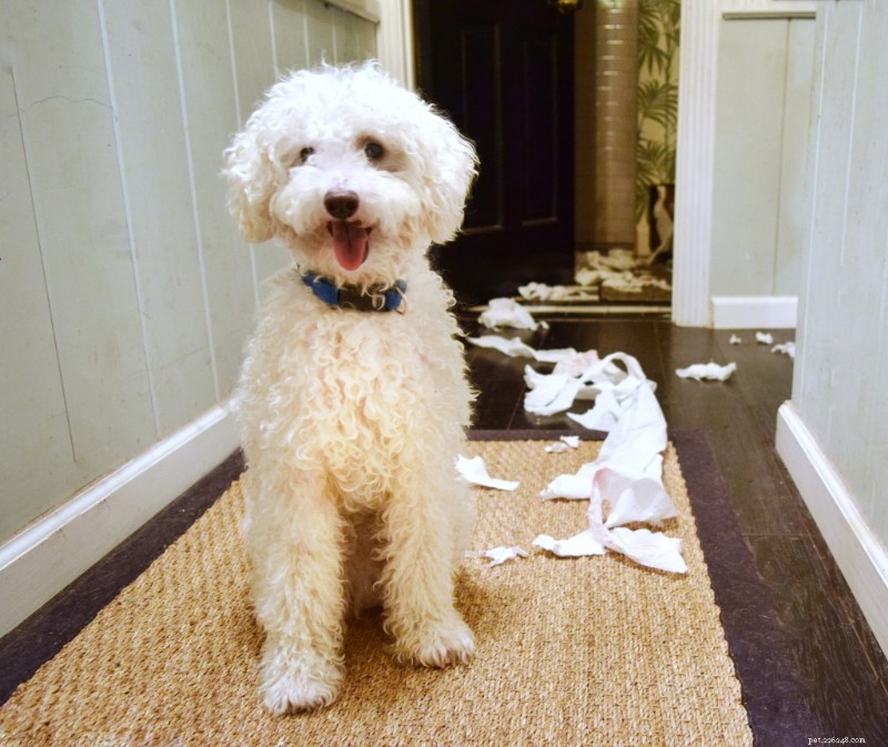 Stop Your Dog From Trash‑Burgling: Expert Tips to Keep Your Pet Safe