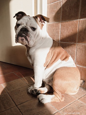 Is Your Dog Really Angry? Uncover the Truth Behind Their Behavior.