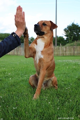 Unveiling the Science: Which Paw Do Dogs Prefer?
