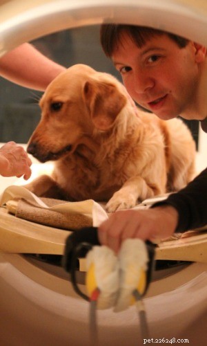 Dogs, Like Humans, Read the Emotional Tone of Sound—New Study Reveals