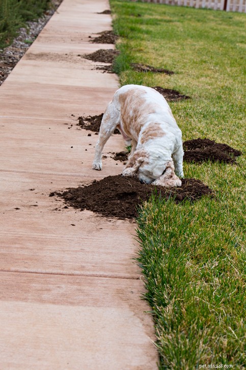 7 Proven Ways to Stop Your Dog from Digging Your Yard
