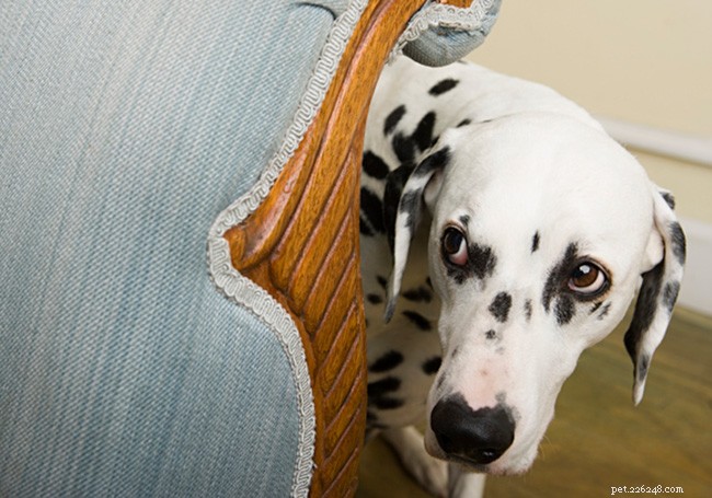 How COVID‑19 Impacts Your Dog’s Behavior — What You Need to Know