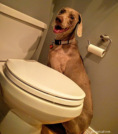 How One Dog Owner Safeguards Her Weimaraners from Fireworks Panic
