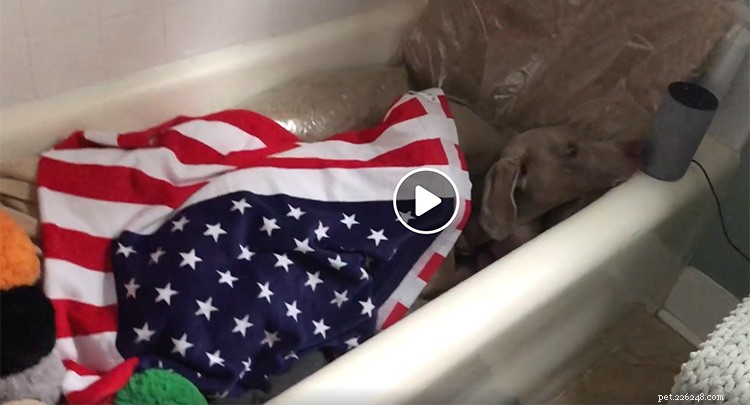 How One Dog Owner Safeguards Her Weimaraners from Fireworks Panic