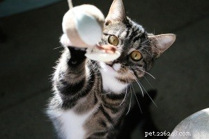 Keep Your Pet Happy at Home: Expert Tips to Entertain and Exercise Them