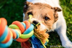 Keep Your Pet Happy at Home: Expert Tips to Entertain and Exercise Them