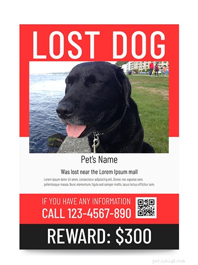 Expert Guide: How to Locate a Lost Dog Quickly and Safely