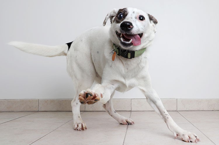 Do Dogs Truly Smile? Understanding Canine Joy and Body Language