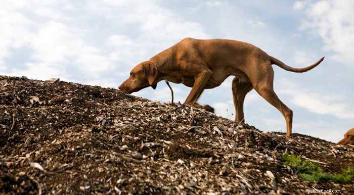 How Dogs Navigate: The Science Behind Their Remarkable Sense of Direction