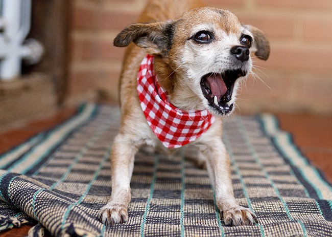 Understanding Dog Barking: Causes & Effective Solutions
