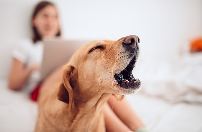 Understanding Dog Barking: Causes & Effective Solutions