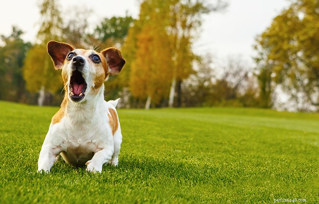 Understanding Dog Barking: Causes & Effective Solutions