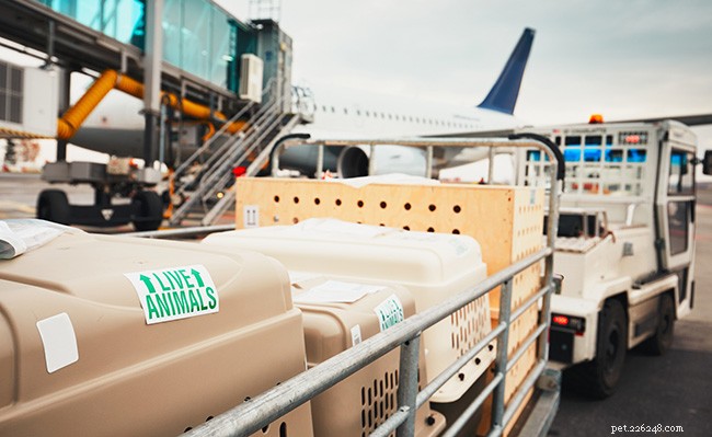 Traveling by Air with Your Dog: Expert Tips & Preparation