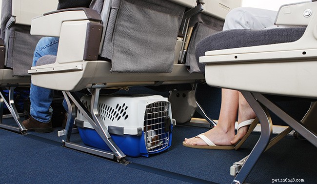 Traveling by Air with Your Dog: Expert Tips & Preparation