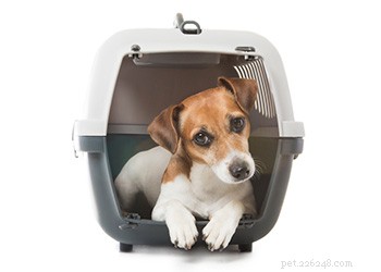 Effective Crate Training: A Guide to Making Your Dog Feel Safe and Secure