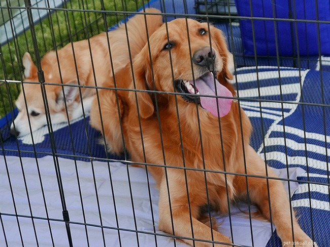 Effective Crate Training: A Guide to Making Your Dog Feel Safe and Secure