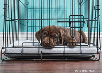 Effective Crate Training: A Guide to Making Your Dog Feel Safe and Secure