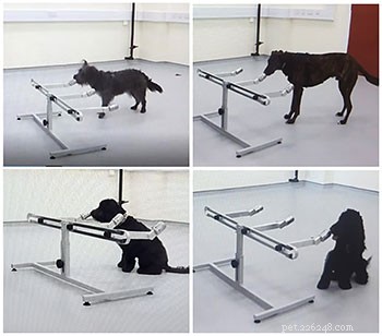 Scientists Reveal Dogs Detect Human Anxiety Through Smell