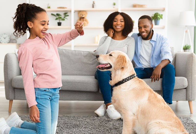 Choosing and Using High‑Value Dog Treats for Effective Training