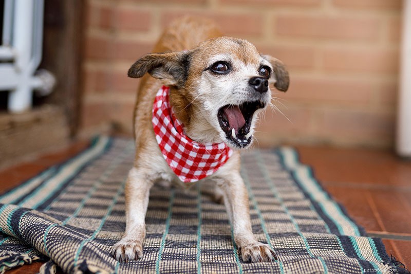 How to Calm a Fearful Dog Around New People