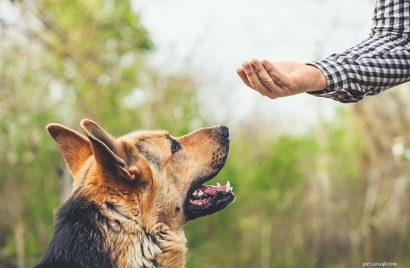 How to Calm a Fearful Dog Around New People