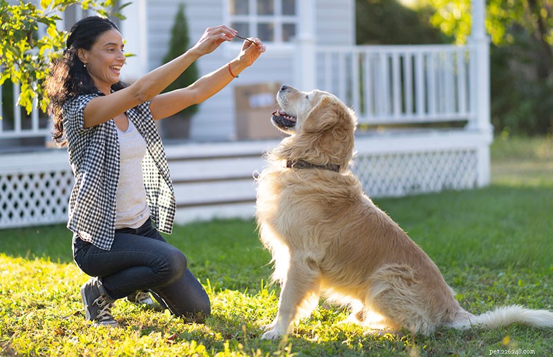 Teach Your Dog to Listen & Respect You: Proven Leadership & Training Techniques