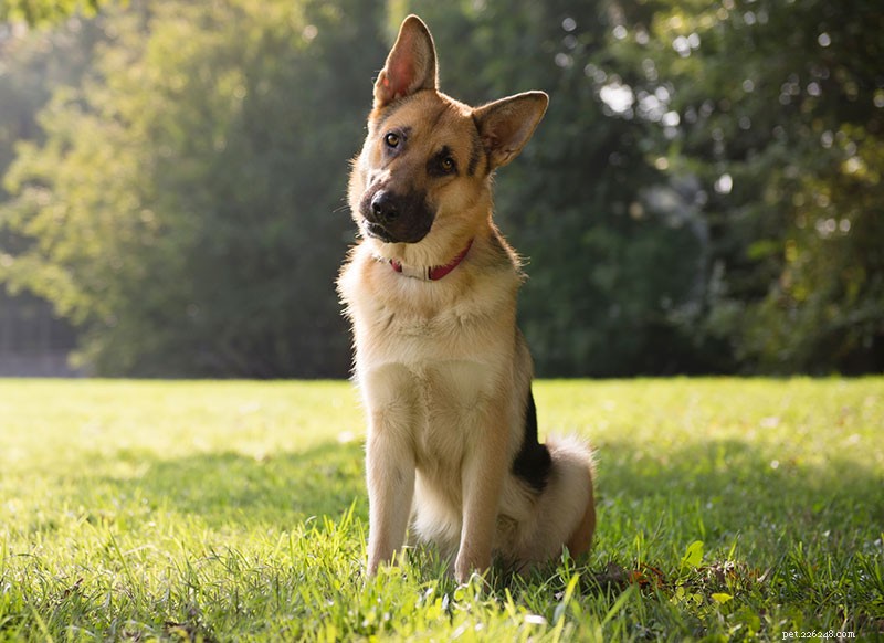 Teach Your Dog to Listen & Respect You: Proven Leadership & Training Techniques