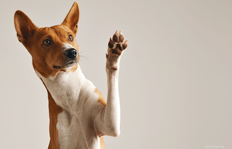 Teach Your Dog to Listen & Respect You: Proven Leadership & Training Techniques