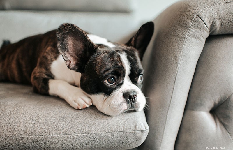 Do Dogs Experience Grief When a Pet Dies? Understanding Their Emotional Response