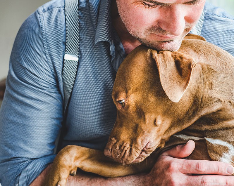 Do Dogs Experience Grief When a Pet Dies? Understanding Their Emotional Response