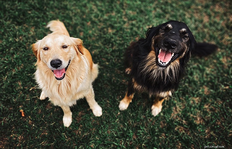 Safe & Successful Dog Introductions: A Professional Guide