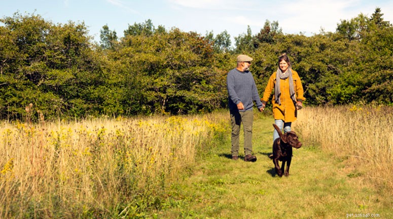 Safe & Successful Dog Introductions: A Professional Guide