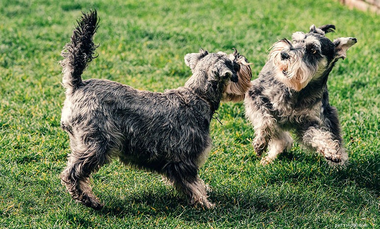 Safe & Successful Dog Introductions: A Professional Guide