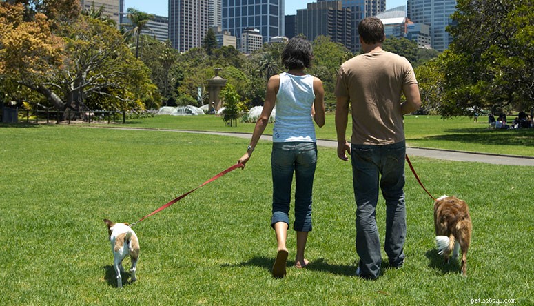 Safe & Successful Dog Introductions: A Professional Guide