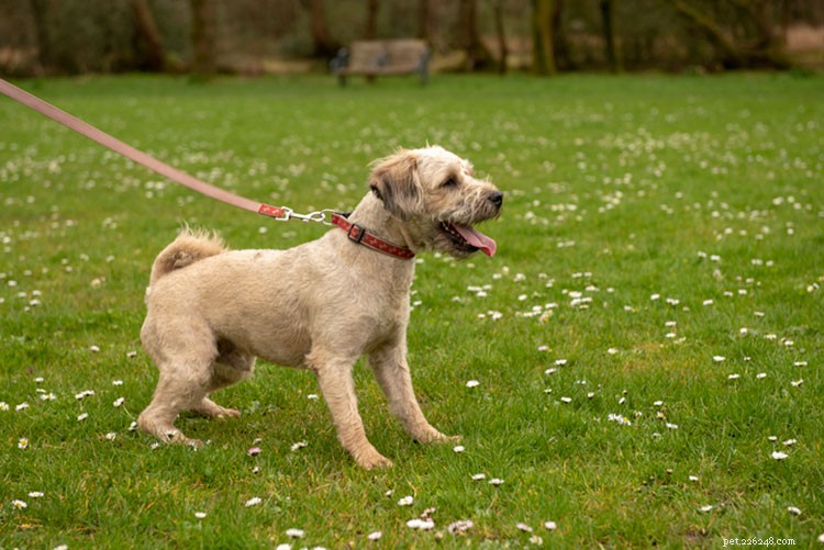 Safe & Successful Dog Introductions: A Professional Guide