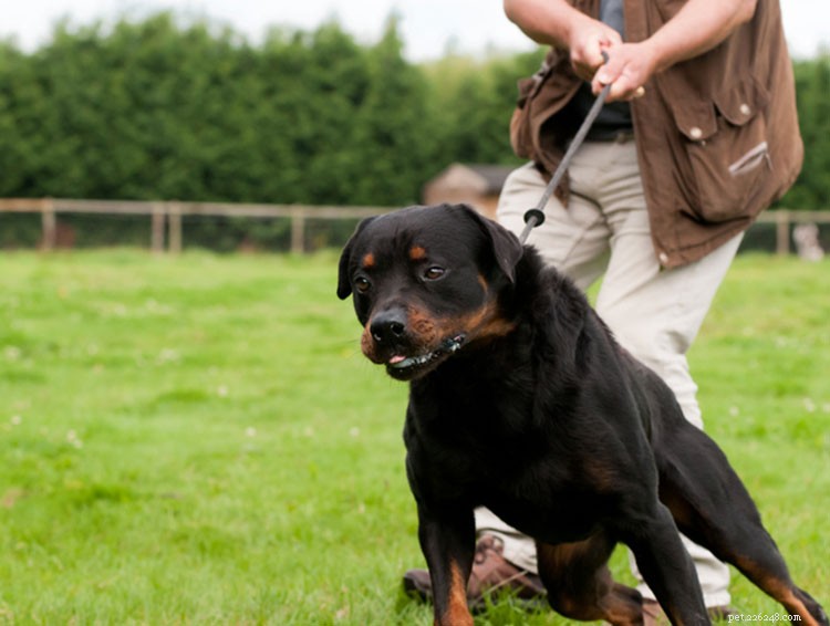 Managing Leash Reactivity in Dogs: Expert Trainer Tips for Calm Walks