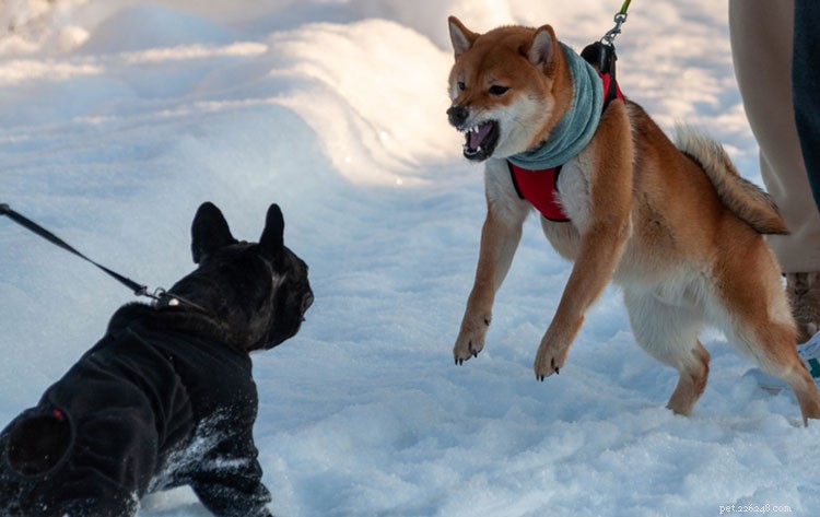 Managing Leash Reactivity in Dogs: Expert Trainer Tips for Calm Walks