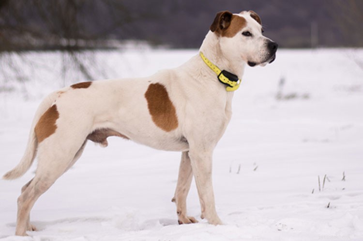 Shock Collars: Why They Damage Your Dog and Your Relationship