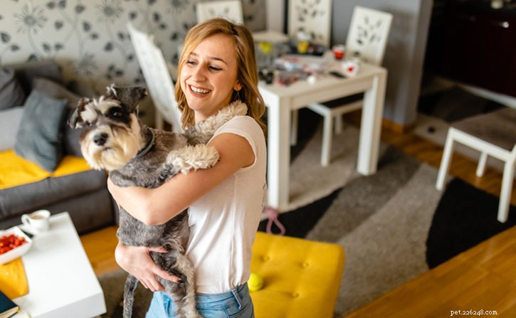 Miniature Schnauzer Breed Guide: Characteristics, Care, and Compatibility