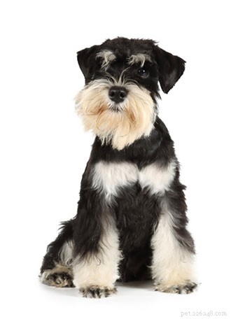 Miniature Schnauzer Breed Guide: Characteristics, Care, and Compatibility