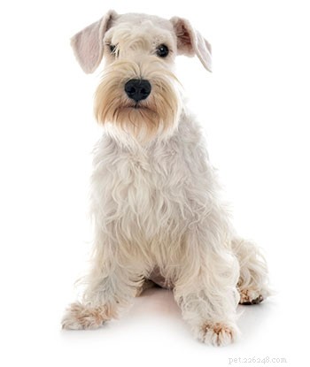 Miniature Schnauzer Breed Guide: Characteristics, Care, and Compatibility