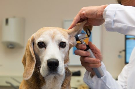 Step-by-Step Guide to Safely Clean Your Pet’s Ears