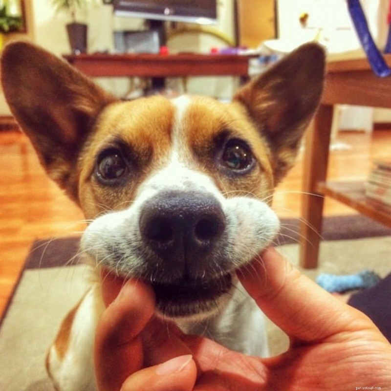 Eliminate Bad Dog Breath: Easy Home Remedies & Prevention Tips