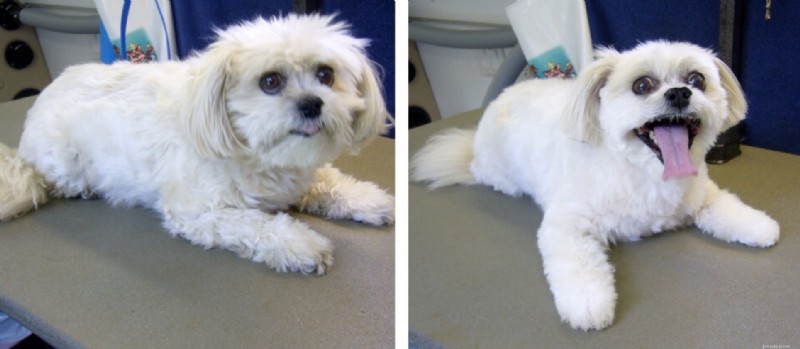 On‑Site Dog Grooming: Save Time & Keep Your Pet Looking Great