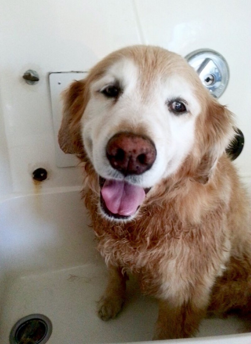 On‑Site Dog Grooming: Save Time & Keep Your Pet Looking Great