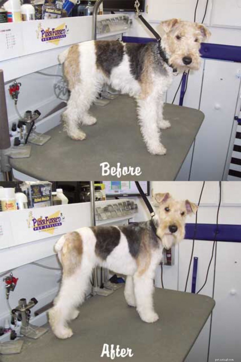 On‑Site Dog Grooming: Save Time & Keep Your Pet Looking Great