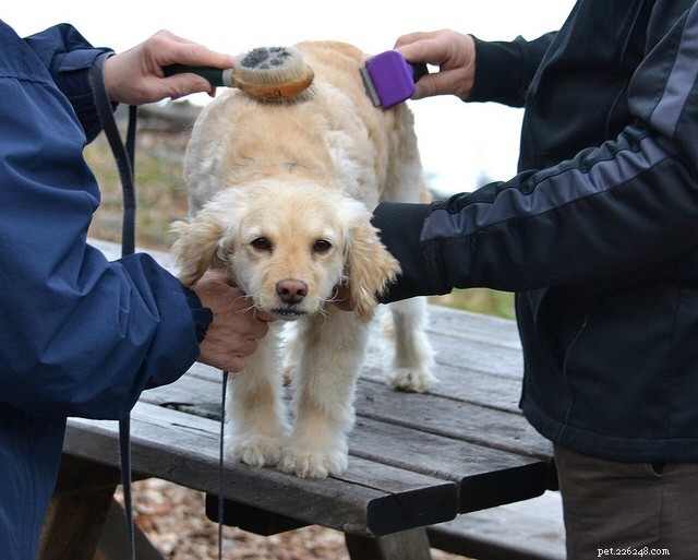 Pamper Your Dog: A Complete Guide to a Relaxing Spa Day