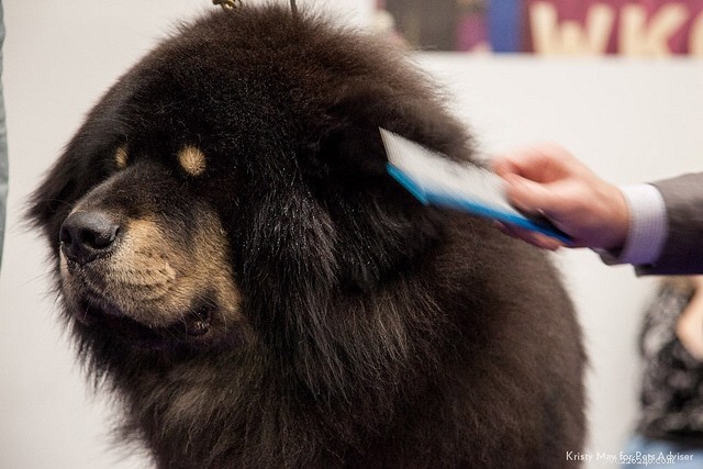 Pamper Your Dog: A Complete Guide to a Relaxing Spa Day
