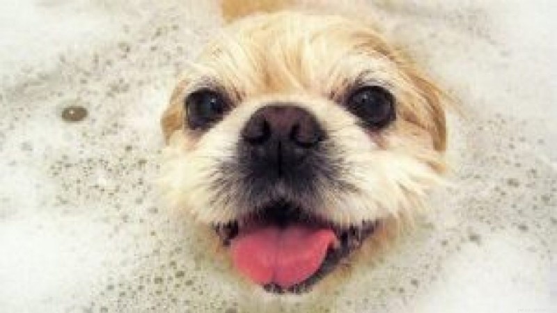 Pamper Your Dog: A Complete Guide to a Relaxing Spa Day